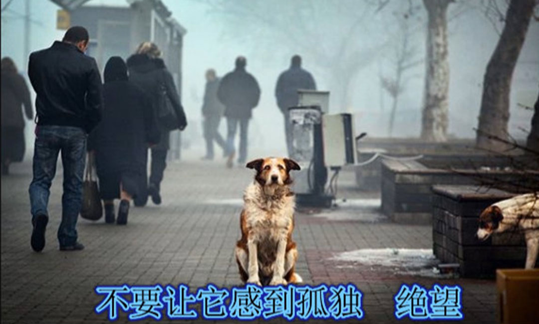 武隆武隆爱影圈微博微信转发案例